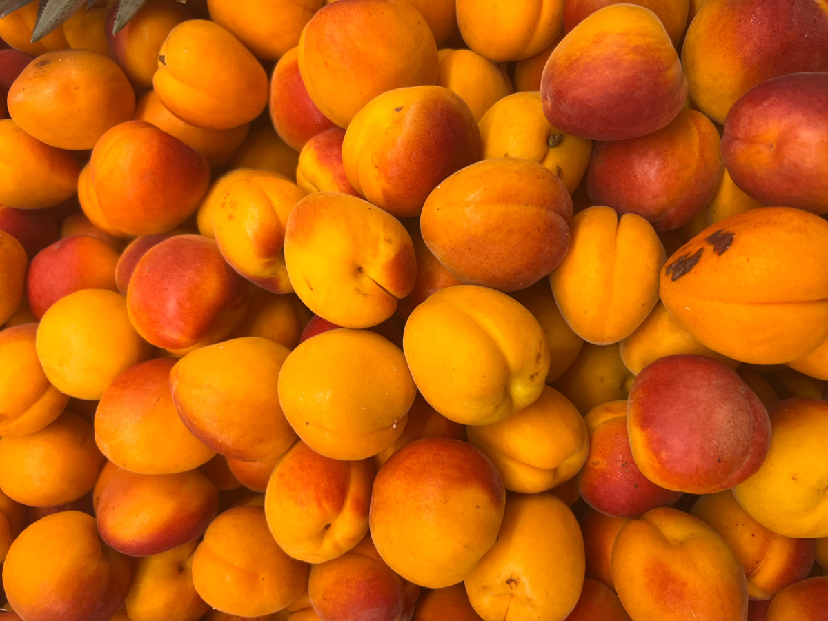 Aprikosen Crumble-2 Viele frische, orangefarbene Aprikosen nah beieinander liegend, teils mit roten Flecken.