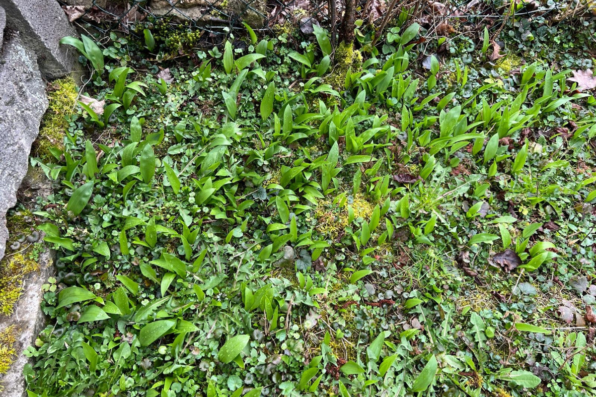Grüne Bärlauchblätter wachsen in einem bewachsenen Gartenbereich neben einer steinigen Oberfläche.