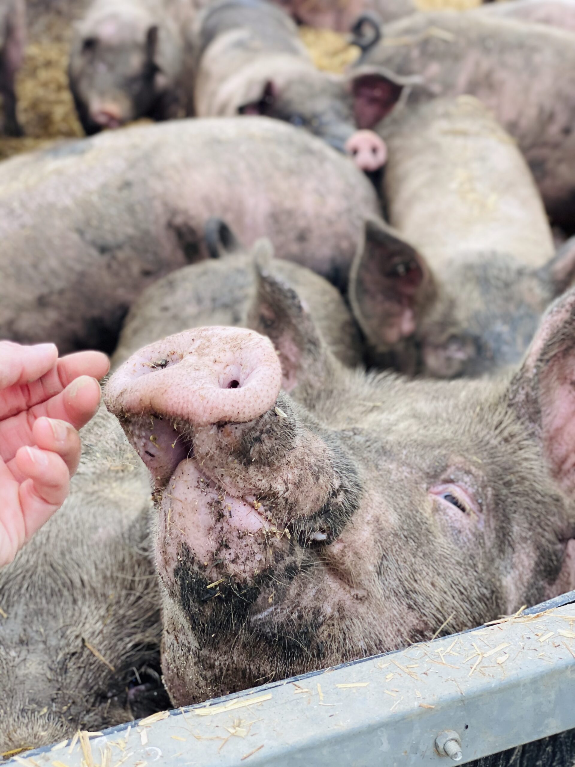 Eine Person streichelt das Schnäuzchen eines Schweins in einem Gehege voller anderer Schweine.