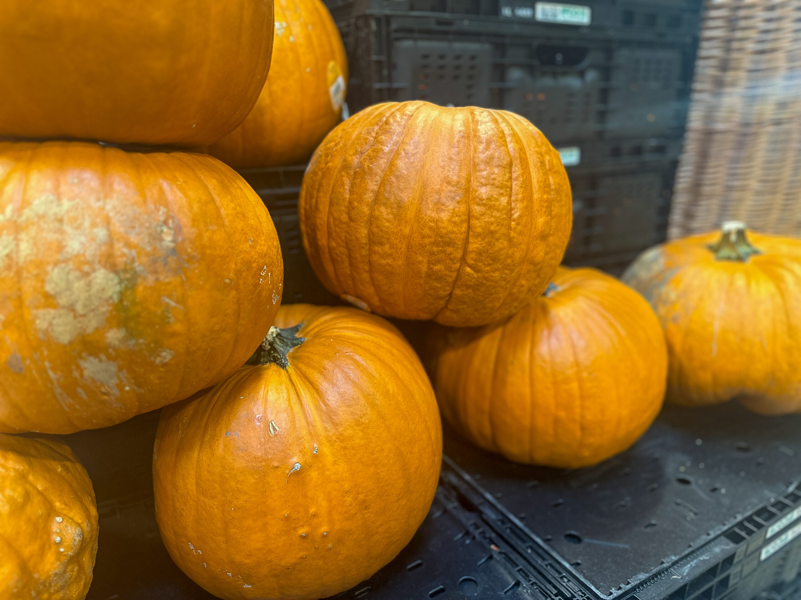 Kürbisse_1 Kürbisse_1