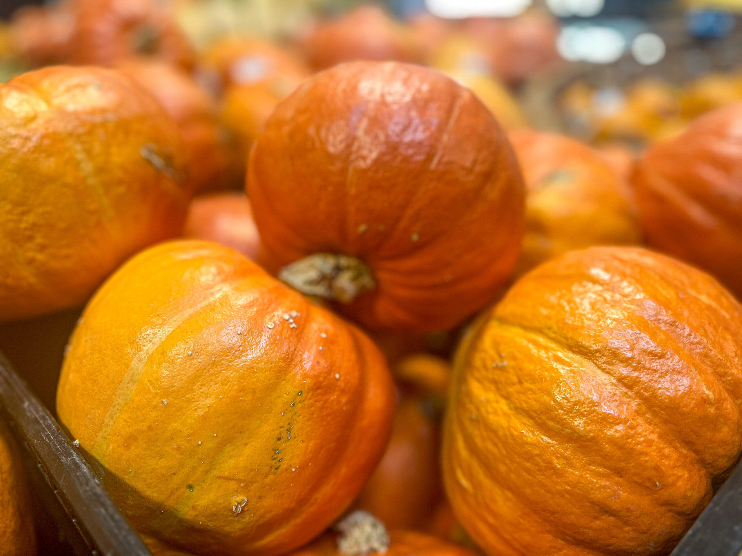 Kürbisse_2 Kürbisse_2