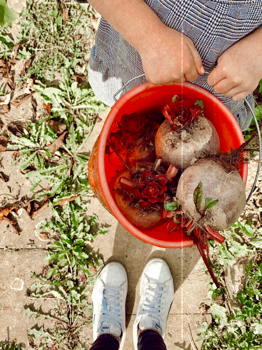 Rote_Bete_Risotto_03 Kind hält einen roten Eimer mit frisch geernteten Rüben. Füße in weißen Sneakern auf einem Weg mit Gras links und rechts.
