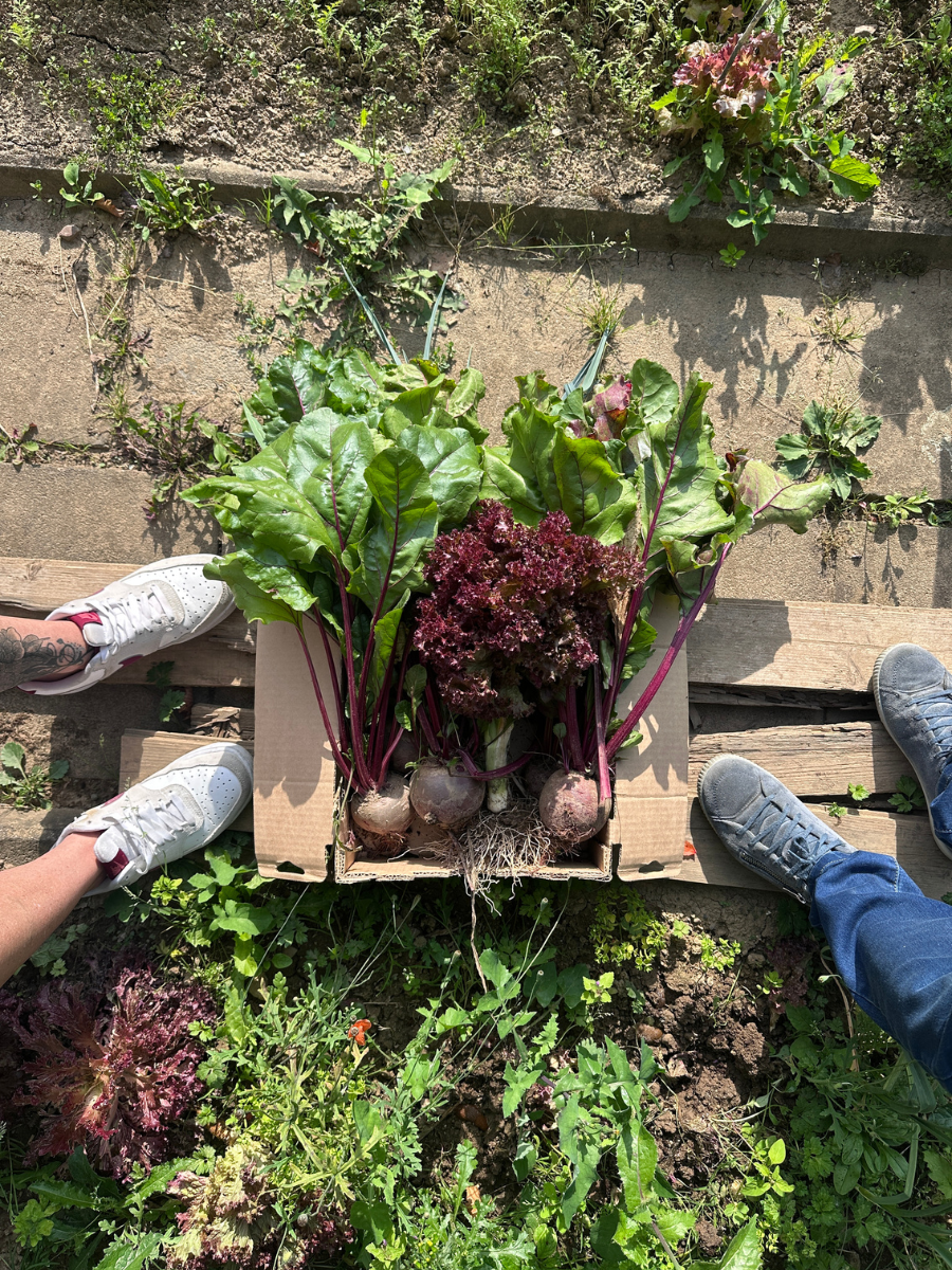 Rote_Bete_Risotto_02 Kiste mit frischer Roter Bete und Salat auf Gartenboden, umgeben von zwei Personen in Sneakers.