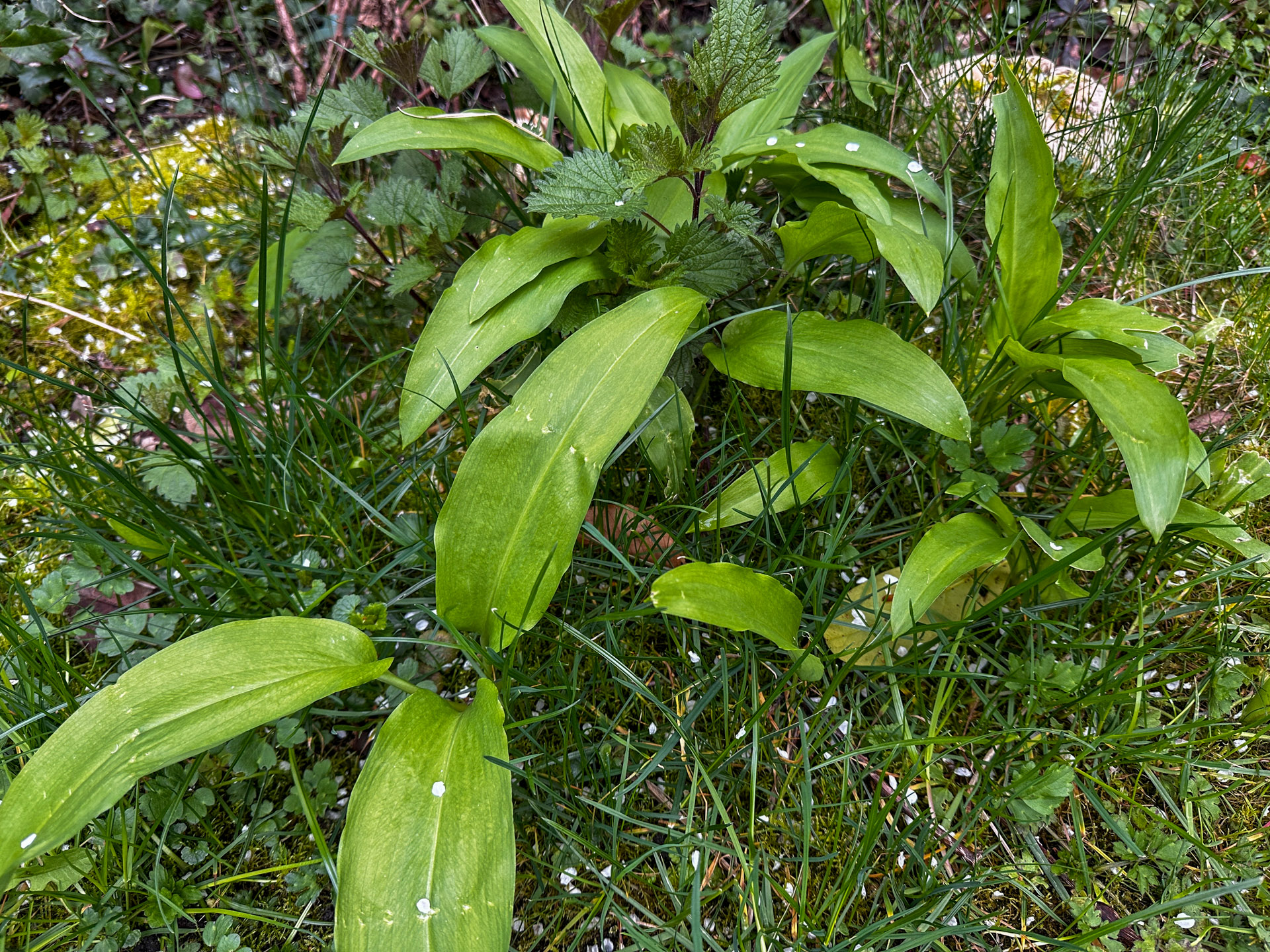 Nudeln mit Spinat in einer Pfanne, Nahaufnahme mit silbernen Zangen im Vordergrund.